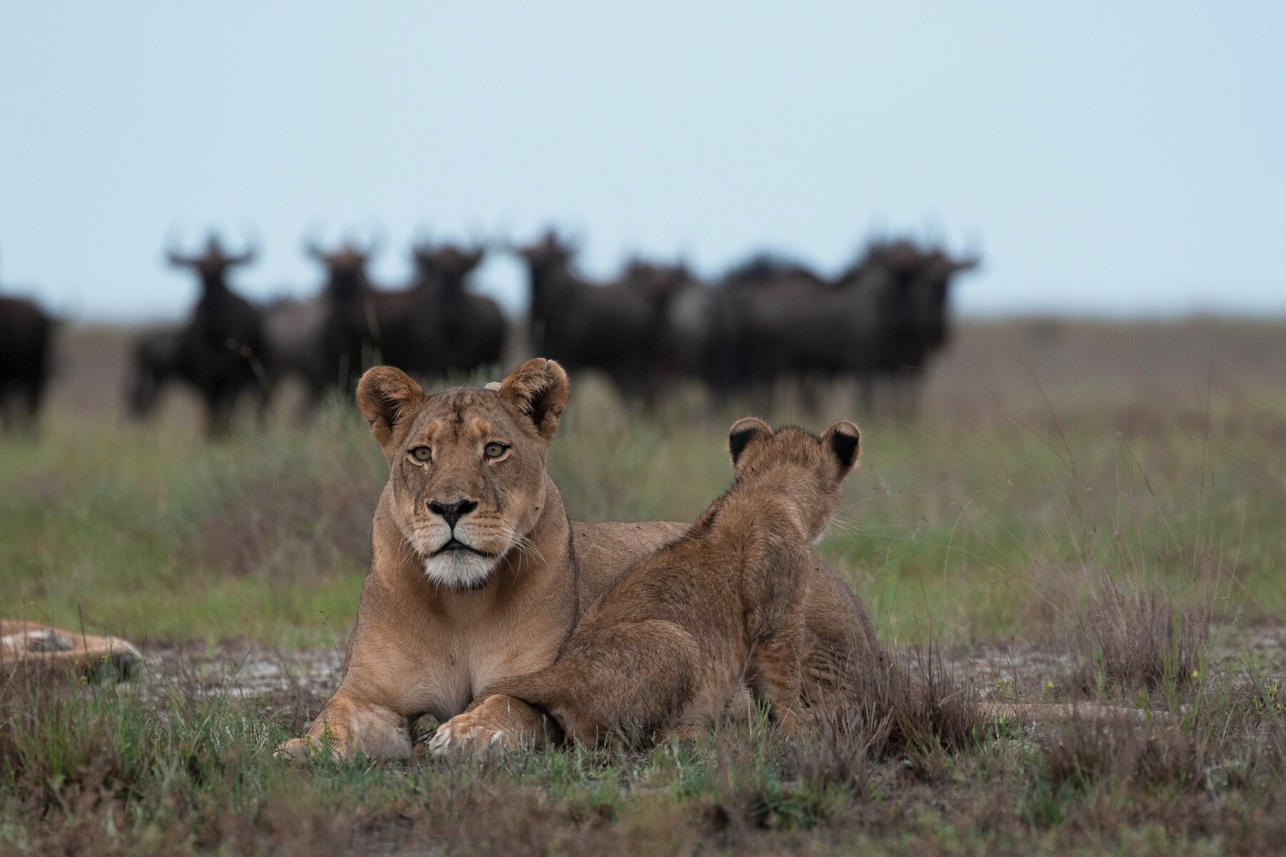 lions watching wildebeest graze on Luiwa Plain